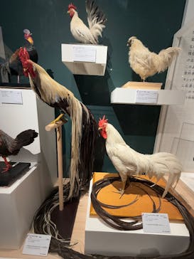 特別展「鳥 ～ゲノム解析が解き明かす新しい鳥類の系統～」国立科学博物館に投稿された画像（2025/1/18）