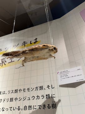 特別展「鳥 ～ゲノム解析が解き明かす新しい鳥類の系統～」国立科学博物館に投稿された画像（2025/1/18）