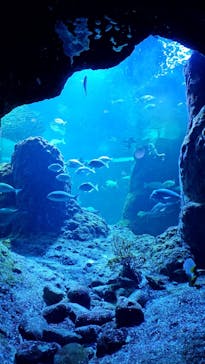 新江ノ島水族館に投稿された画像（2025/1/18）