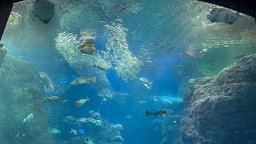 新江ノ島水族館に投稿された画像（2025/1/18）