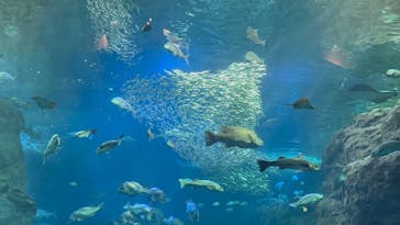 新江ノ島水族館に投稿された画像（2025/1/18）