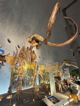 福井県立恐竜博物館に投稿された画像（2025/1/18）