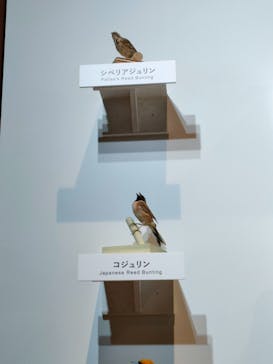 特別展「鳥 ～ゲノム解析が解き明かす新しい鳥類の系統～」国立科学博物館に投稿された画像（2025/1/18）
