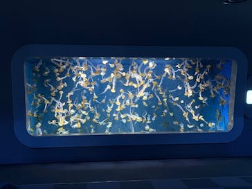 新江ノ島水族館に投稿された画像（2025/1/18）