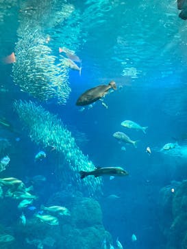 新江ノ島水族館に投稿された画像（2025/1/18）