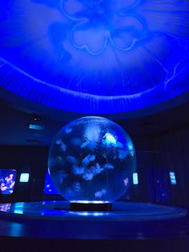 新江ノ島水族館に投稿された画像（2025/1/18）