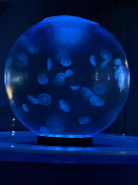 新江ノ島水族館に投稿された画像（2025/1/18）