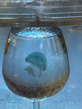 新江ノ島水族館に投稿された画像（2025/1/18）