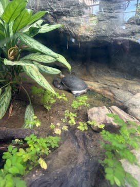 恩賜上野動物園に投稿された画像（2025/1/18）