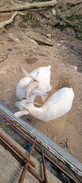 しろとり動物園に投稿された画像（2025/1/18）