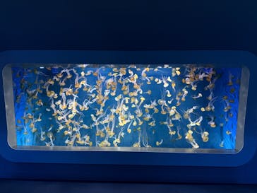 新江ノ島水族館に投稿された画像（2025/1/18）