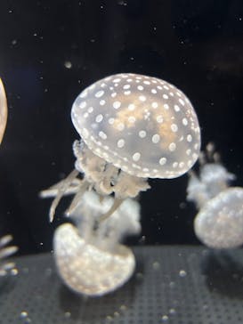 横浜・八景島シーパラダイスに投稿された画像（2025/1/18）