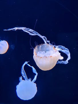 サンシャイン水族館に投稿された画像（2025/1/19）