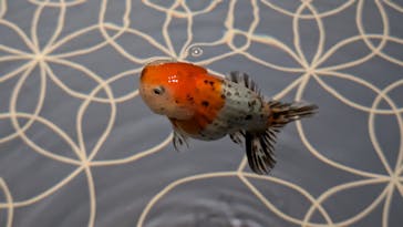 すみだ水族館に投稿された画像（2025/1/19）