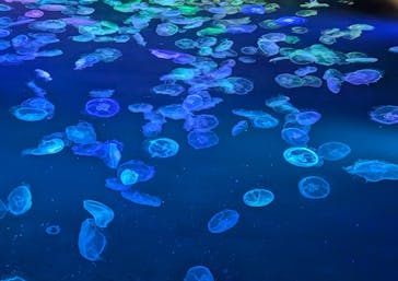 すみだ水族館に投稿された画像（2025/1/19）