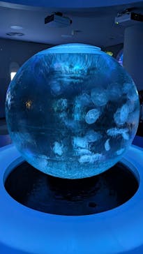 新江ノ島水族館に投稿された画像（2025/1/19）