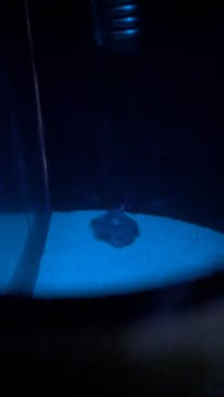 新江ノ島水族館に投稿された画像（2025/1/19）