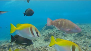 武藤潜水に投稿された画像（2025/1/19）