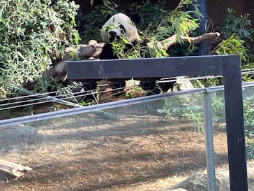 恩賜上野動物園に投稿された画像（2025/1/19）