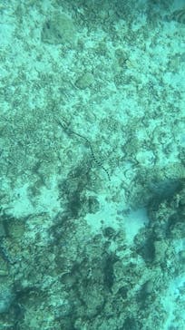 本部ダイビングショップTI.OCEANに投稿された画像（2025/1/19）