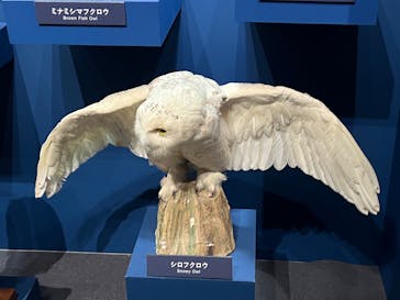 特別展「鳥 ～ゲノム解析が解き明かす新しい鳥類の系統～」国立科学博物館に投稿された画像（2025/1/19）
