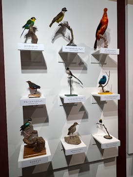 特別展「鳥 ～ゲノム解析が解き明かす新しい鳥類の系統～」国立科学博物館に投稿された画像（2025/1/19）