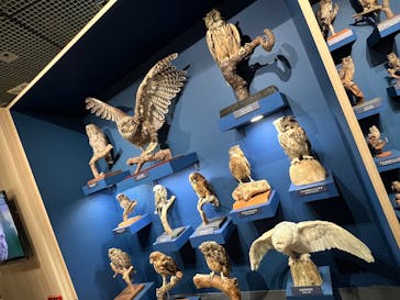 特別展「鳥 ～ゲノム解析が解き明かす新しい鳥類の系統～」国立科学博物館に投稿された画像（2025/1/19）