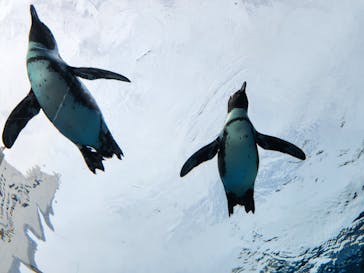 サンシャイン水族館に投稿された画像（2025/1/19）