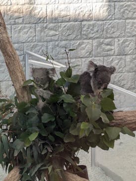 淡路ファームパーク イングランドの丘に投稿された画像（2025/1/19）