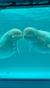 横浜・八景島シーパラダイスに投稿された画像（2025/1/19）