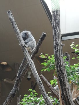 名古屋市東山動植物園に投稿された画像（2025/1/19）