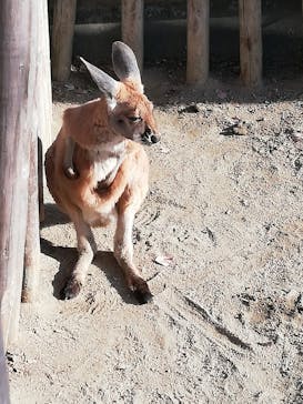 名古屋市東山動植物園に投稿された画像（2025/1/19）