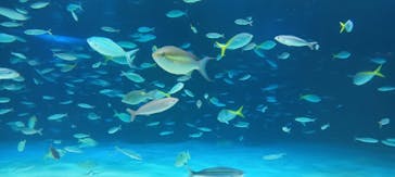 サンシャイン水族館に投稿された画像（2025/1/19）