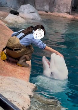 名古屋港水族館に投稿された画像（2025/1/19）