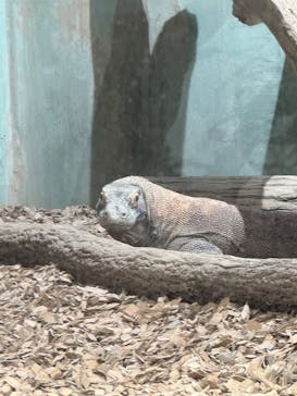 名古屋市東山動植物園に投稿された画像（2025/1/19）