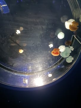 名古屋港水族館に投稿された画像（2025/1/19）