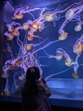 すみだ水族館に投稿された画像（2025/1/19）