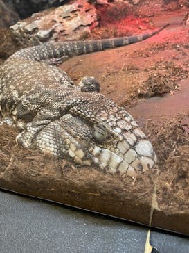 NARA IKIMONO MUSEUMに投稿された画像（2025/1/19）