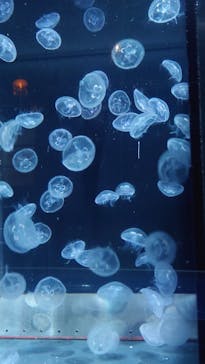 京都水族館に投稿された画像（2025/1/19）