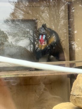 東武動物公園に投稿された画像（2025/1/19）