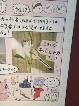 特別展「鳥 ～ゲノム解析が解き明かす新しい鳥類の系統～」国立科学博物館に投稿された画像（2025/1/19）