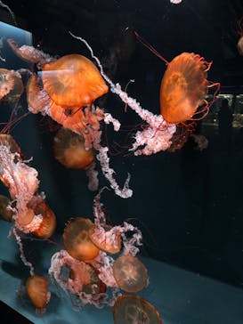 京都水族館に投稿された画像（2025/1/19）