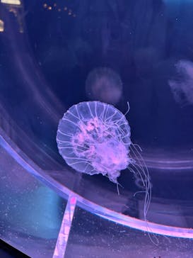 京都水族館に投稿された画像（2025/1/19）