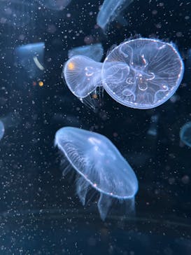 京都水族館に投稿された画像（2025/1/19）