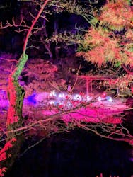 NAKEDヨルマイリ 2025-26 平安神宮に投稿された画像（2025/1/19）