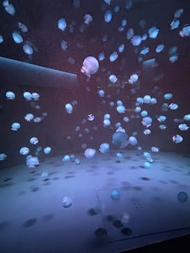 京都水族館に投稿された画像（2025/1/19）