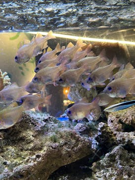 京都水族館に投稿された画像（2025/1/19）