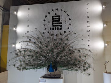 特別展「鳥 ～ゲノム解析が解き明かす新しい鳥類の系統～」国立科学博物館に投稿された画像（2025/1/19）