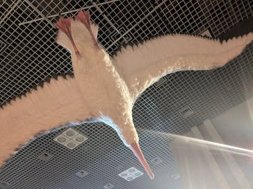 特別展「鳥 ～ゲノム解析が解き明かす新しい鳥類の系統～」国立科学博物館に投稿された画像（2025/1/19）