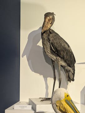 特別展「鳥 ～ゲノム解析が解き明かす新しい鳥類の系統～」国立科学博物館に投稿された画像（2025/1/19）